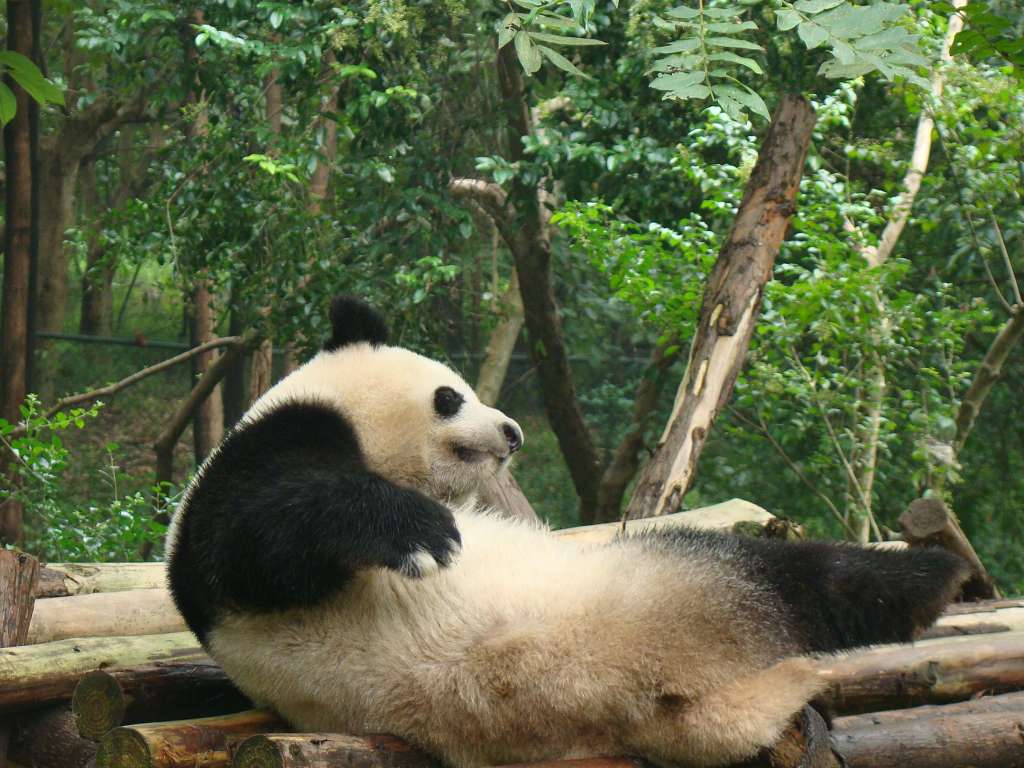 大熊猫1.jpg